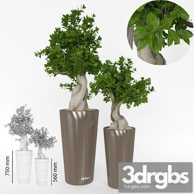 Ficus Bansai 3D Model Download