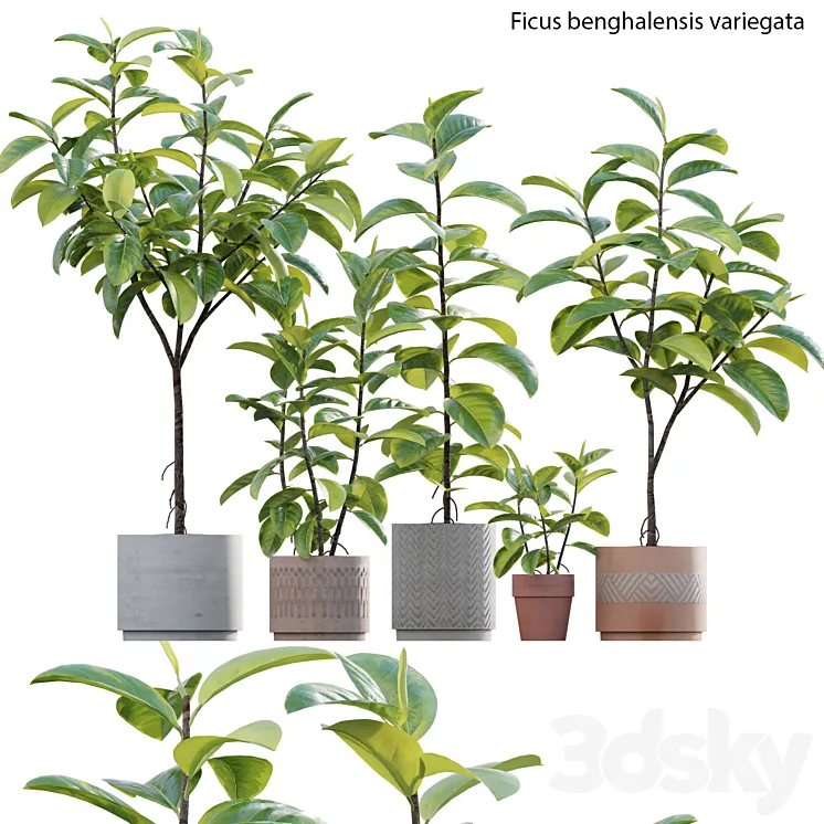Ficus benghalensis 3D Model Free Download