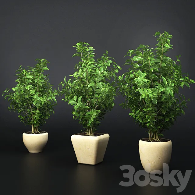 Ficus Benjamin 3DModel Ficus Benjamin 3DModel
