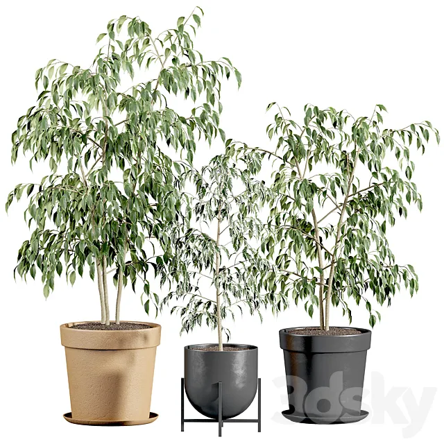Ficus benjamin set 3D Model Ficus benjamin set 3D Model