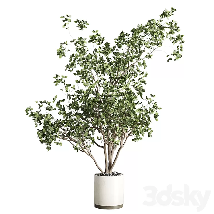 ficus benjamin tree and concrete pot 246 3D Model Free Download