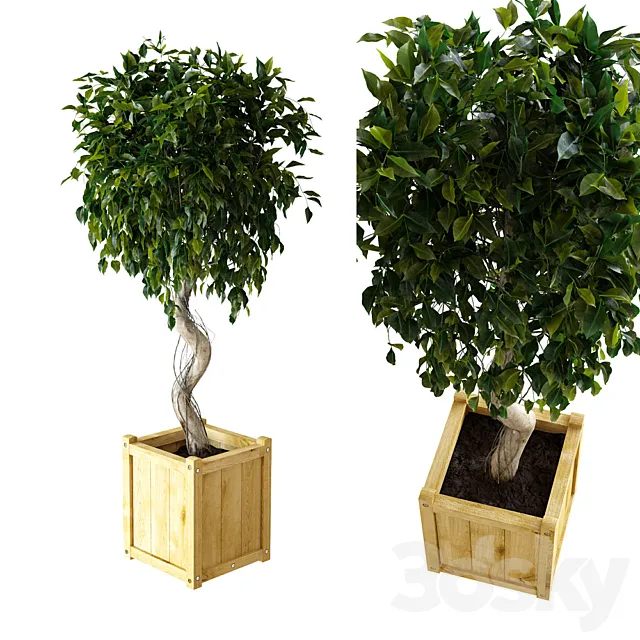 Ficus \ Benjamina 3D Model Ficus \ Benjamina 3D Model