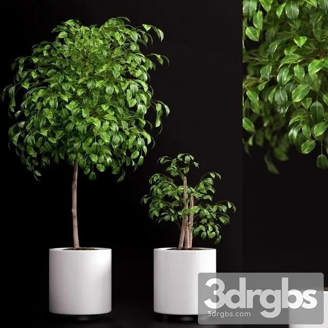 Ficus Benjamina 3D Model Download