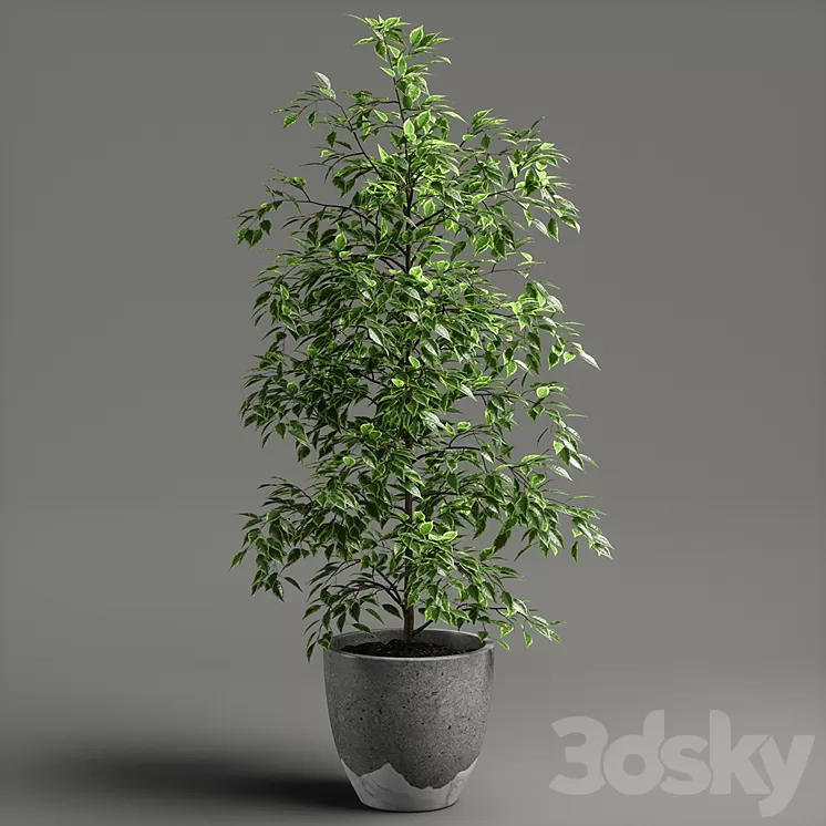 ficus benjamina 3D Model