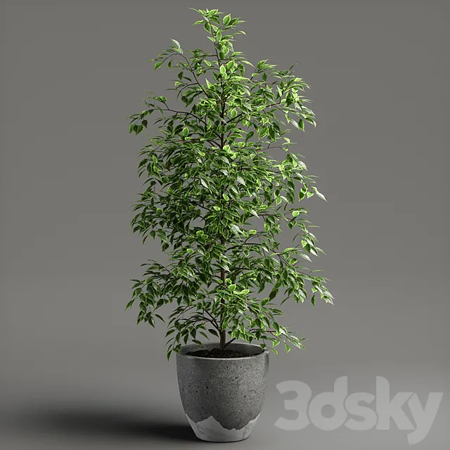 ficus benjamina 3D Model ficus benjamina 3D Model