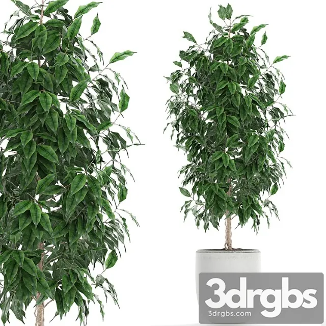 Ficus Benjamina 554 Indoor Tree White Pot Flower Pot Scandinavian Tree Indoor Table 3D Model Download