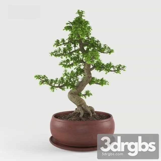 Ficus Bonsai 3D Model Download