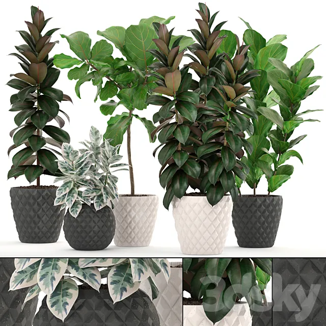 ficus collection 212. Ficus Lyrata. Robusta. tree. pot. flowerpot. concrete. indoor. ficus abidjan 3DModel ficus collection 212. Ficus Lyrata. Robusta. tree. pot. flowerpot. concrete. indoor. ficus abidjan 3DModel
