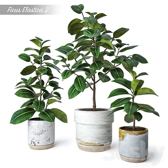 Ficus Elastica 2 3D Model Ficus Elastica 2 3D Model