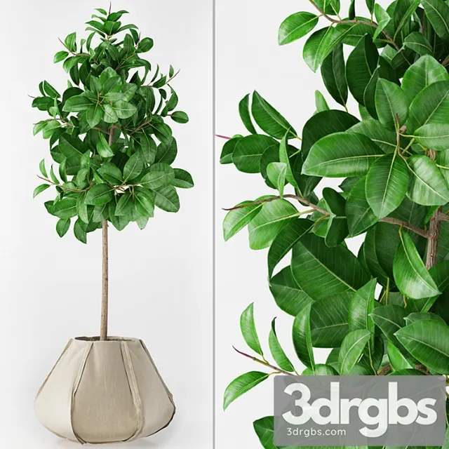 Ficus Elastica 2 3D Model Download