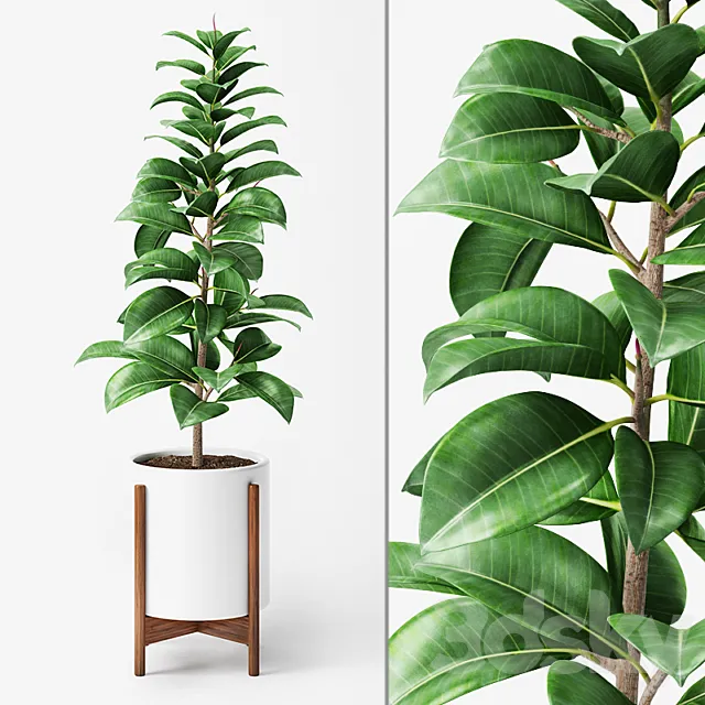 Ficus Elastica 2 3DModel Ficus Elastica 2 3DModel