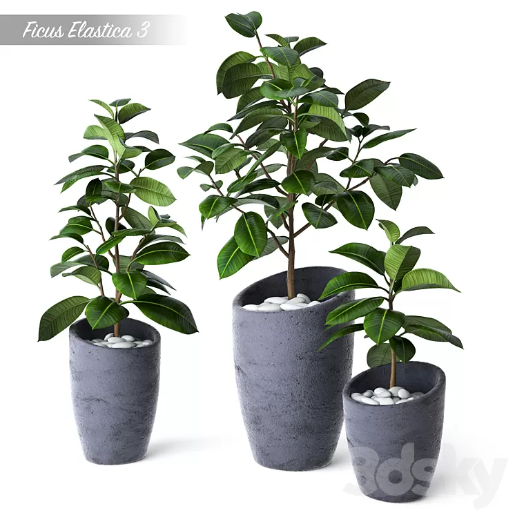 Ficus Elastica 3 3D Model Ficus Elastica 3 3D Model