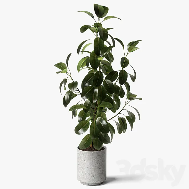 ficus elastica 3D Model ficus elastica 3D Model