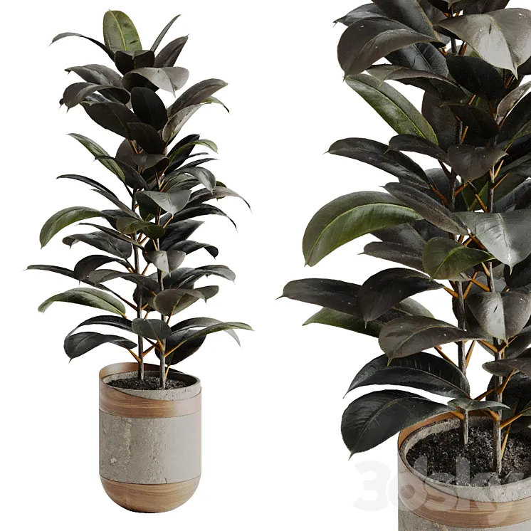 Ficus Elastica Black 3D Model Free Download