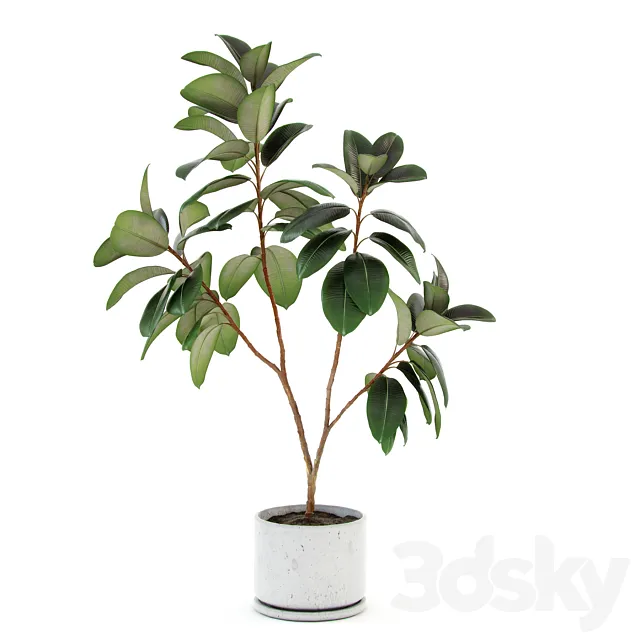 Ficus elastica decora (large) 3DModel Ficus elastica decora (large) 3DModel