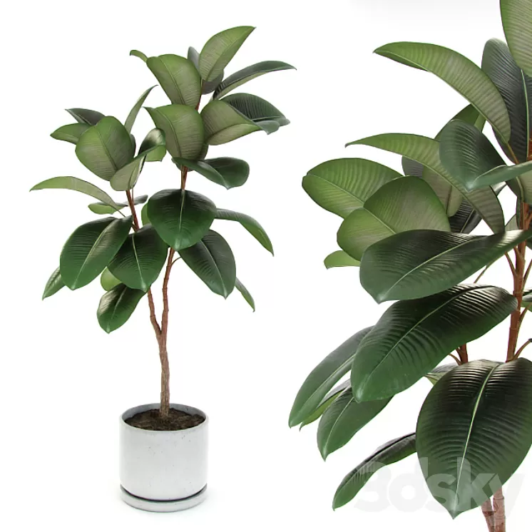 Ficus elastica decora (medium) 3D Model Ficus elastica decora (medium) 3D Model