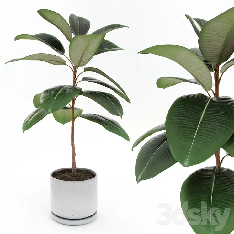 Ficus elastica decora (small) 3D Model Ficus elastica decora (small) 3D Model