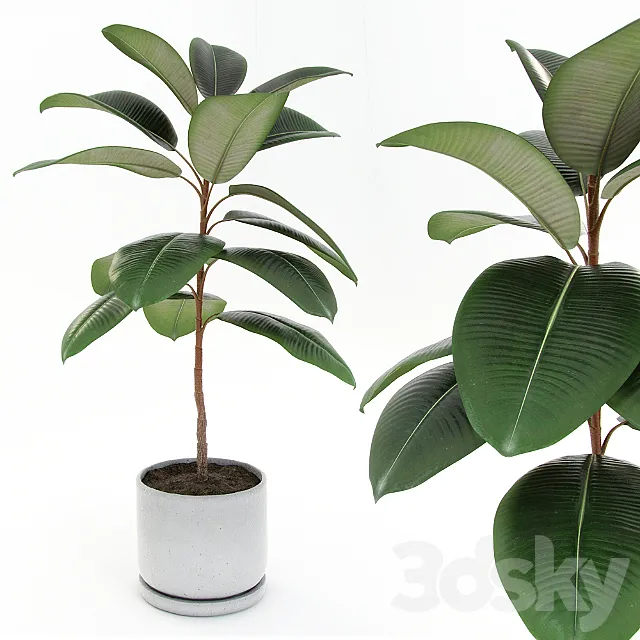 Ficus elastica decora (small) 3DModel Ficus elastica decora (small) 3DModel