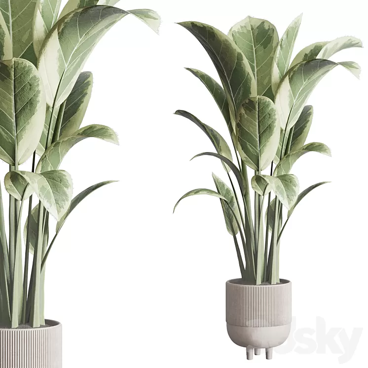 ficus elastica pot Indoor outdoor plant 296 concrete dirt vase 3D Model Free Download ficus elastica pot Indoor outdoor plant 296 concrete dirt vase 3D Model Free Download
