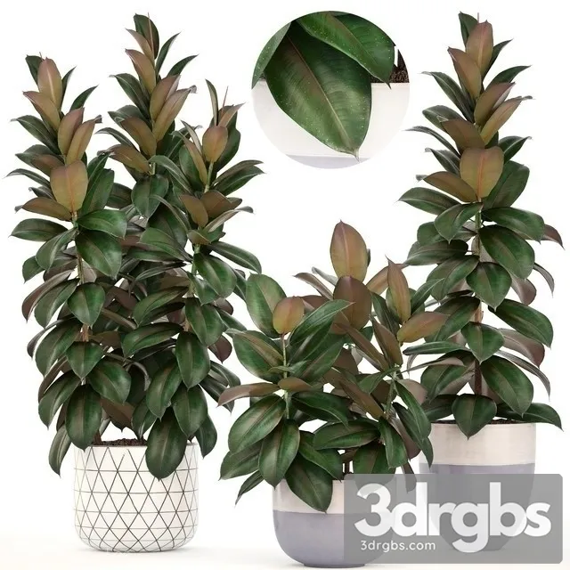 Ficus elastica Robusta 3D Model Download