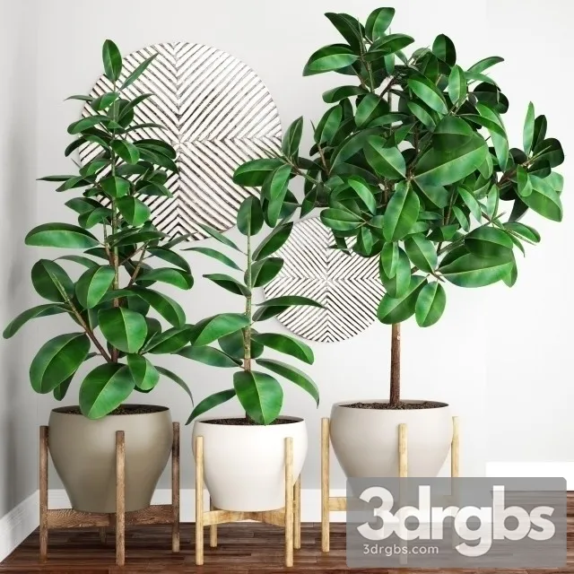 Ficus Elastica Tree Pot 3D Model Download