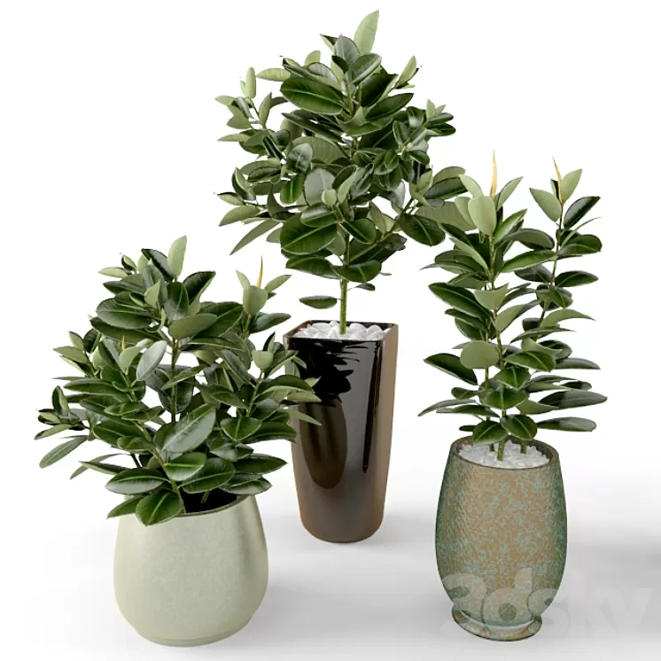 Ficus Ficus 3D Model Ficus Ficus 3D Model
