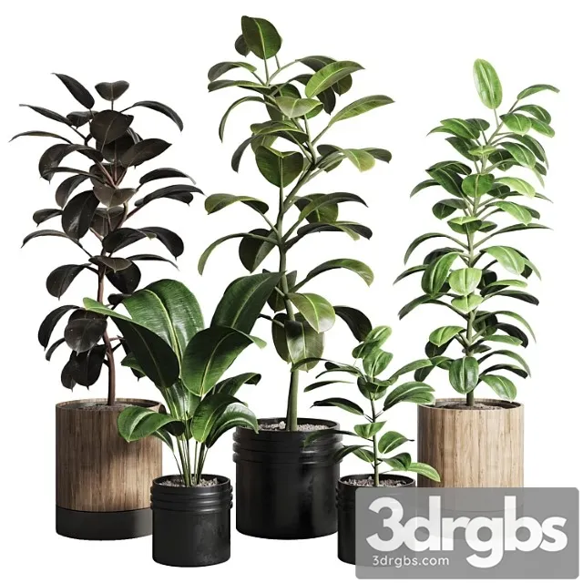 Ficus – ficus rubbery plant 165 Dirty wooden and plastic pots