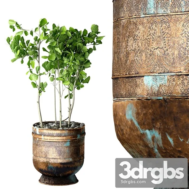 Ficus lyrata Ficus lyrata