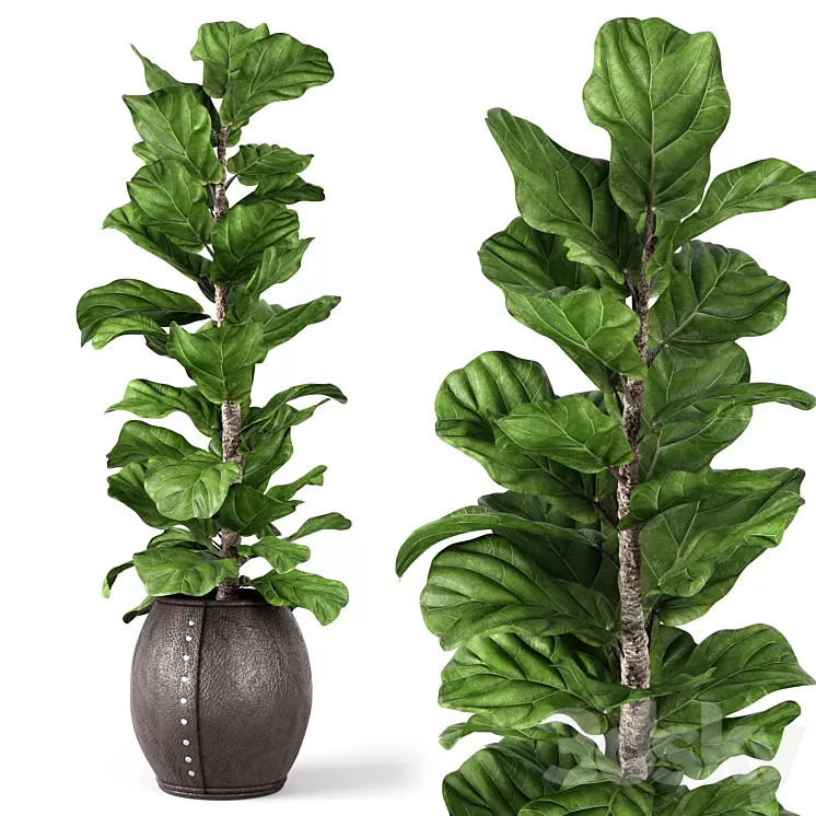 Ficus Lyrata 2 3D Model