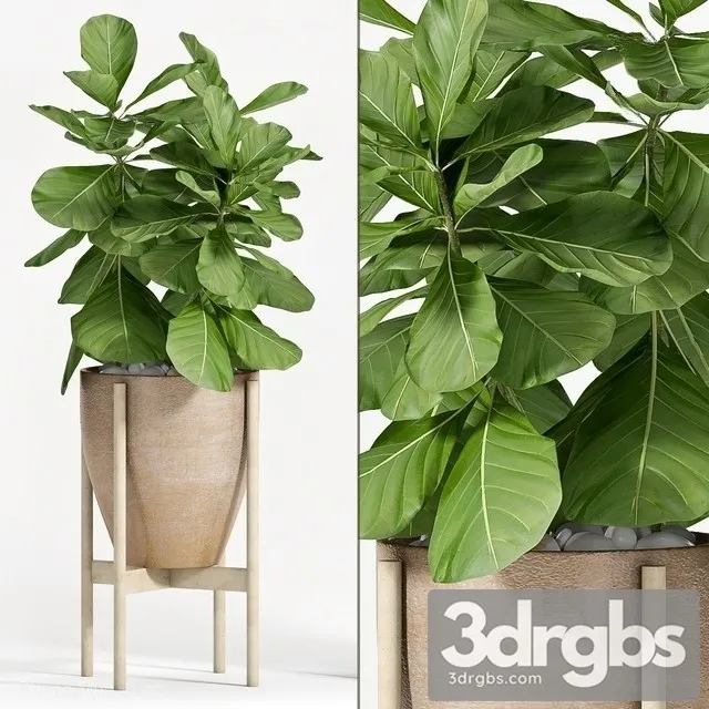 Ficus Lyrata 2 3D Model Download