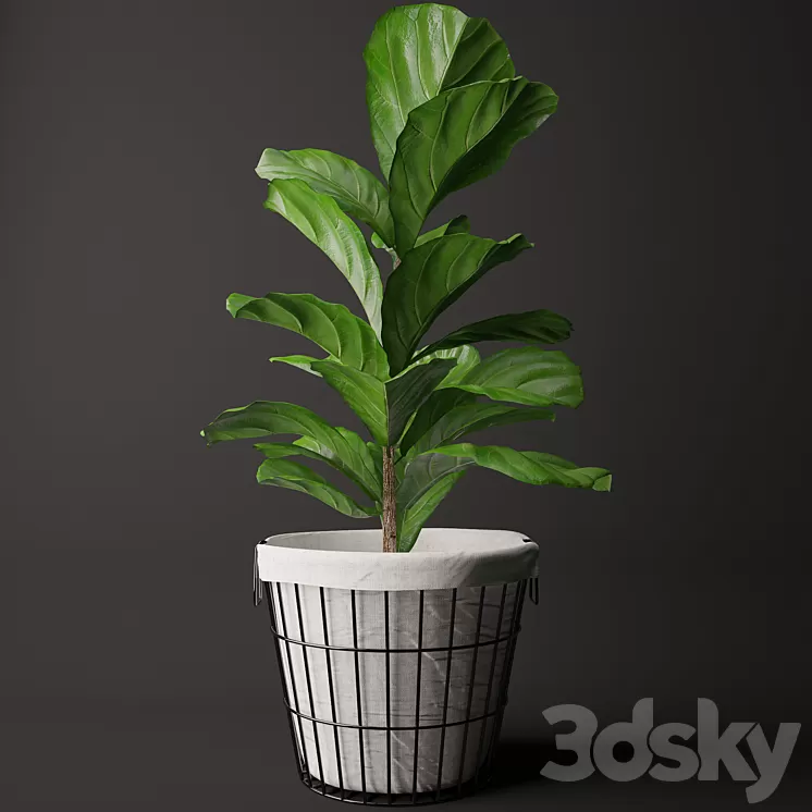 Ficus Lyrata 2 3D Model Ficus Lyrata 2 3D Model