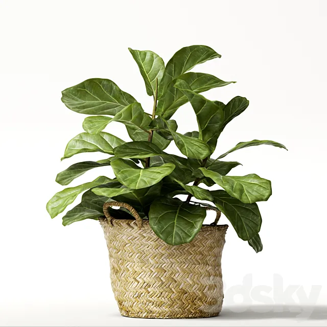 ficus lyrata ?2 3DModel ficus lyrata ?2 3DModel