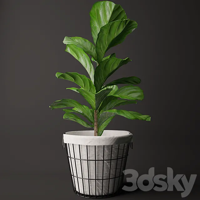 Ficus Lyrata 2 3DModel Ficus Lyrata 2 3DModel