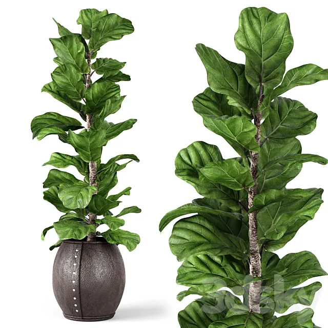 Ficus Lyrata 2 3D Model Ficus Lyrata 2 3D Model