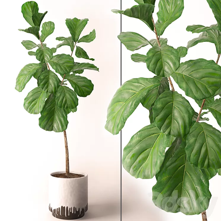 Ficus lyrata 3D Model Ficus lyrata 3D Model