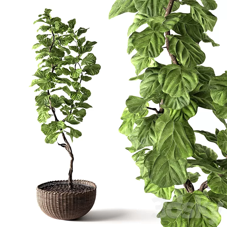Ficus Lyrata 3D Model