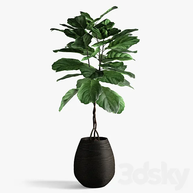 ficus lyrata 3D Model ficus lyrata 3D Model