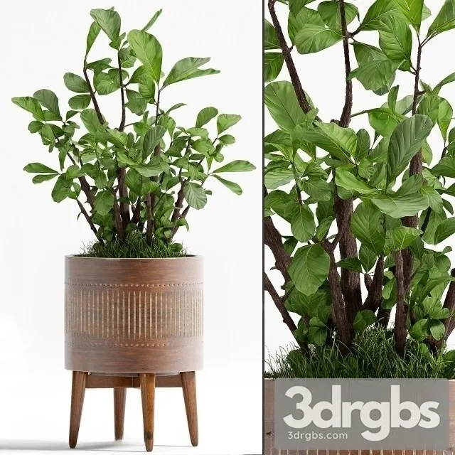 Ficus Lyrata 3D Model Download
