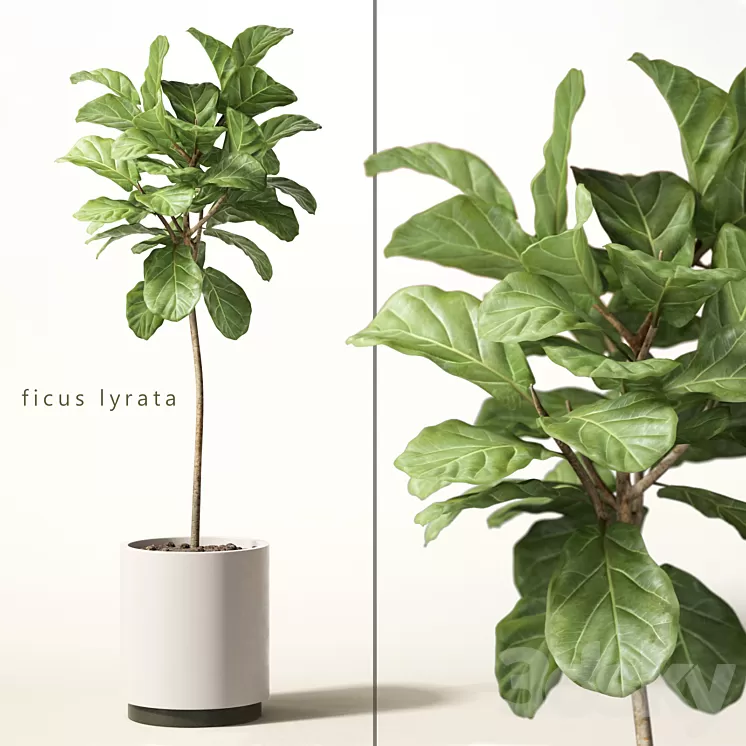 ficus lyrata 3D Model ficus lyrata 3D Model