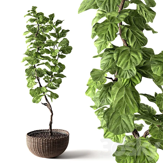Ficus Lyrata 3DModel Ficus Lyrata 3DModel