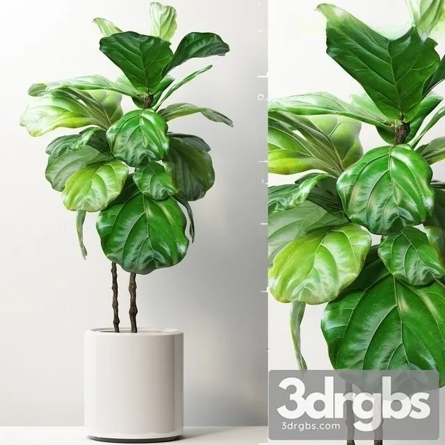 Ficus Lyrata 4 3D Model Download
