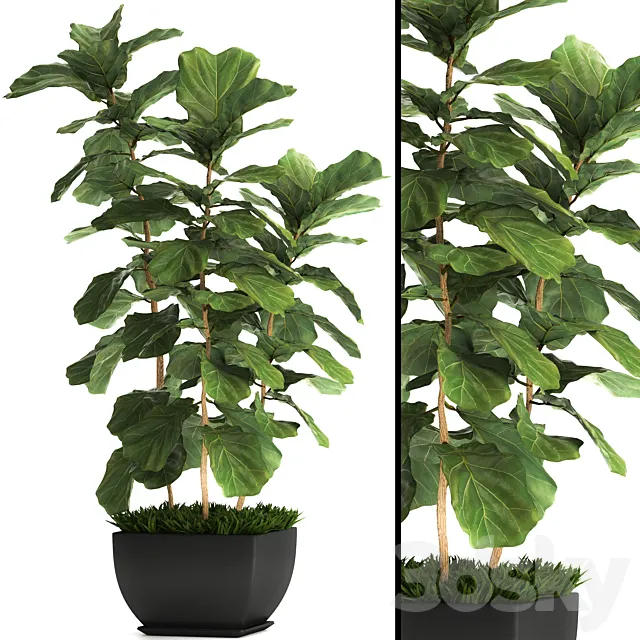 Ficus lyrata. 4. decorative office bush tree office plant pot 3D Model Ficus lyrata. 4. decorative office bush tree office plant pot 3D Model