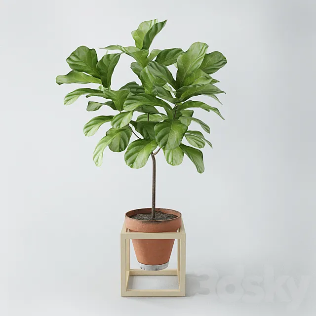Ficus lyrata _ ficus lyrata 3DModel Ficus lyrata _ ficus lyrata 3DModel