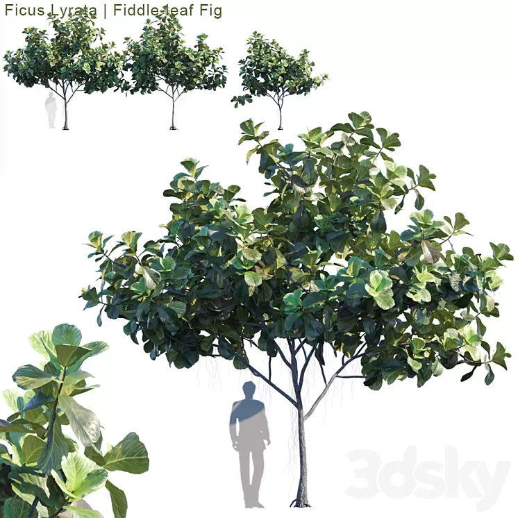 Ficus Lyrata | Feed-leaf fig # 2 3D Model