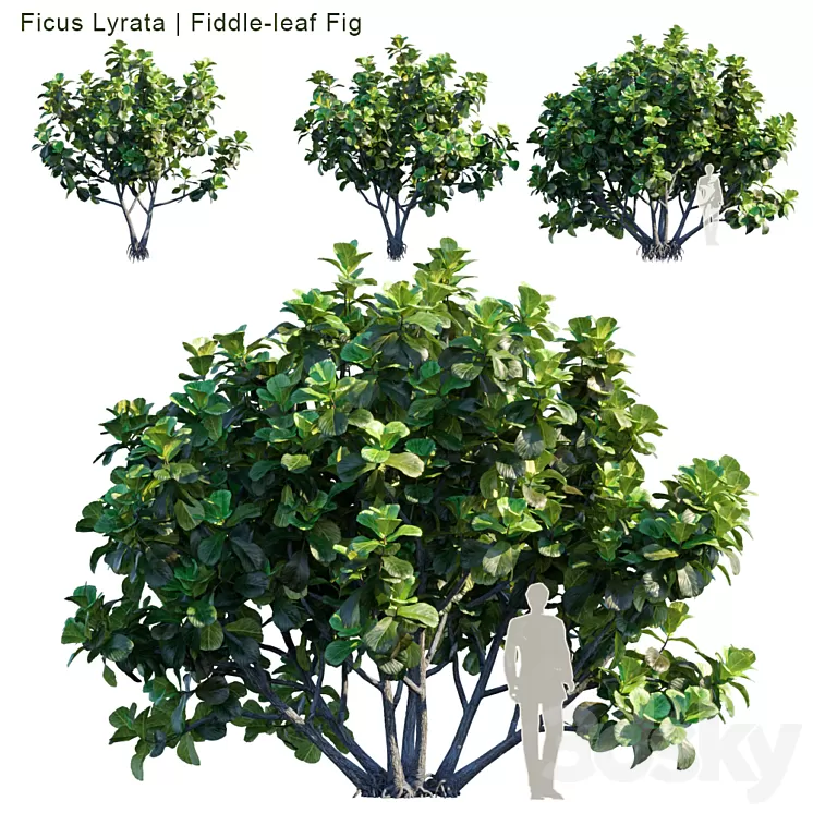Ficus Lyrata | Feed-leaf fig 3D Model