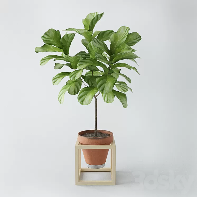 Ficus lyrata \/ ficus lyrata 3D Model Ficus lyrata \/ ficus lyrata 3D Model