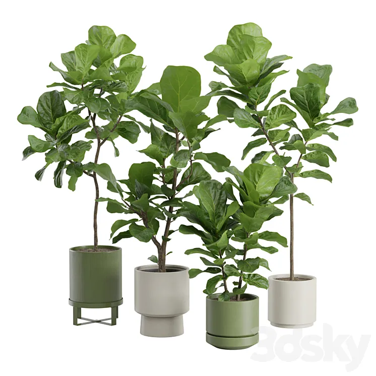 Ficus Lyrata Fiddle leaf 3D Model Free Download