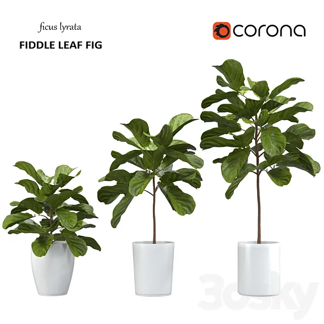 Ficus lyrata – Fiddle Leaf Fig 3D Model Ficus lyrata – Fiddle Leaf Fig 3D Model