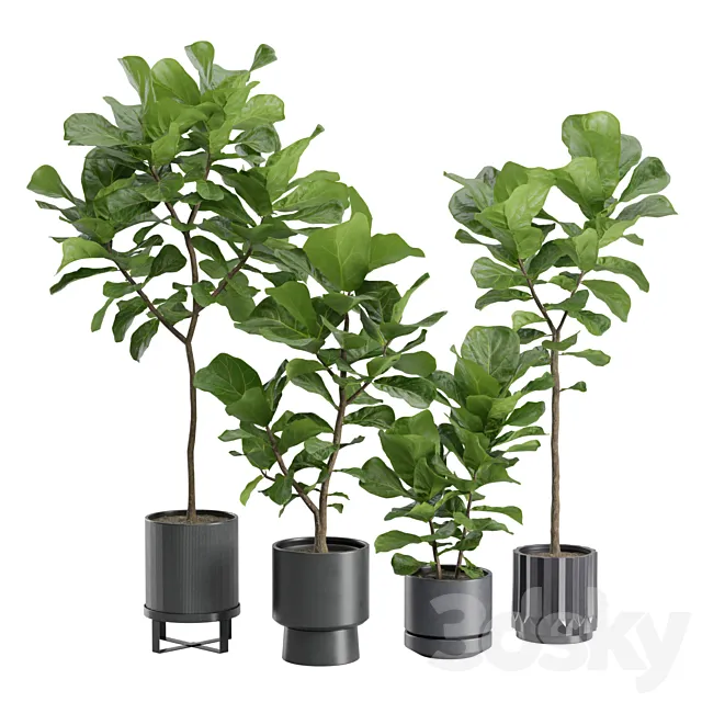 Ficus Lyrata in Dark Planters 3D Model