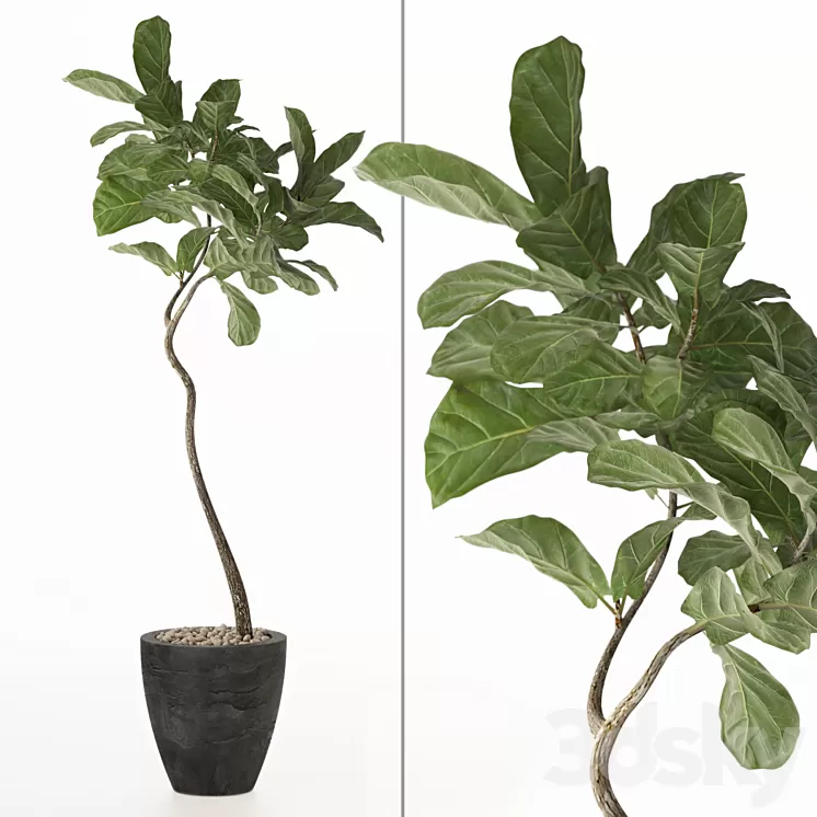 ficus lyrata No. 3 3D Model ficus lyrata No. 3 3D Model